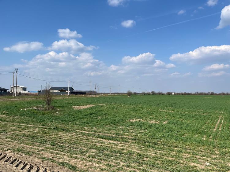 1 Decembrie Strda Pinului 5000m - 8