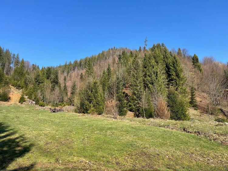 Teren cu vegetatie forestiera ( padure ) - 1