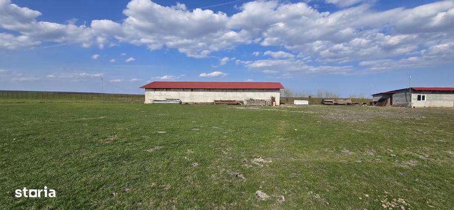 Ferma Zootehnica de Vanzare 6 Ha | Vaci si Oi | Grajd si Saivane | Cal - 10