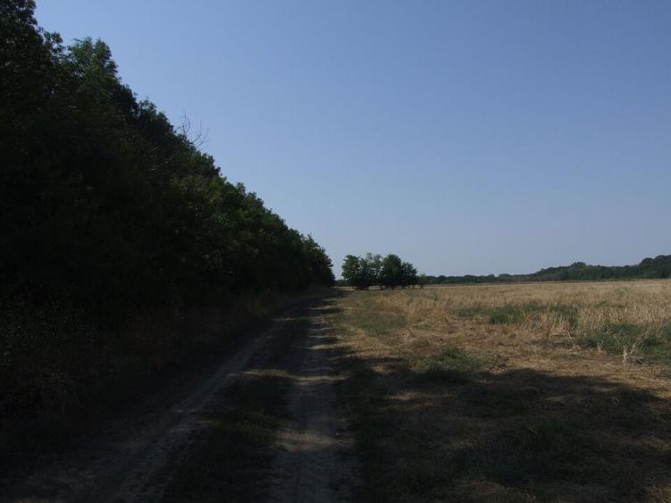 Clinceni-Ordoreanu intre padurea Teghes si Ordoreanu - 8