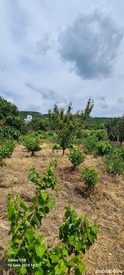 Casa + teren de vanzare Valea Nucului - 5