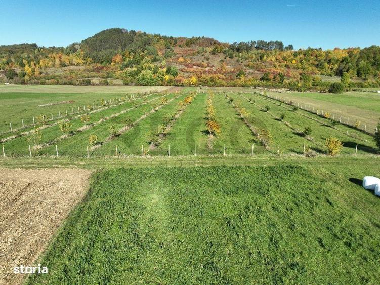 RECO, Teren cu livada de nuci, Zona Auseu, Bihor - 1