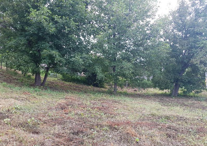 Parava, sat Dragusani, teren 4800mp, la asfalt - 3