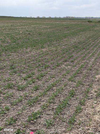 Teren arabil Vasilati - 3