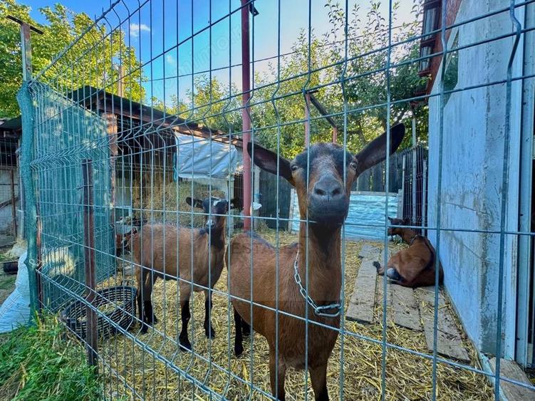 Vanzare Casa D+P+E - 230 m.p. - Bucium - 17