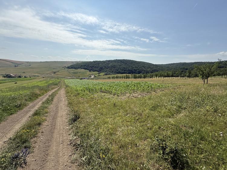 Teren Construcții intravilan de 5800 mp, în Dezmir