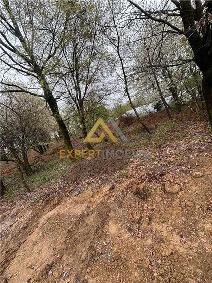 Teren intravilan in spate la Castel Transilvania 1.000mp - 4