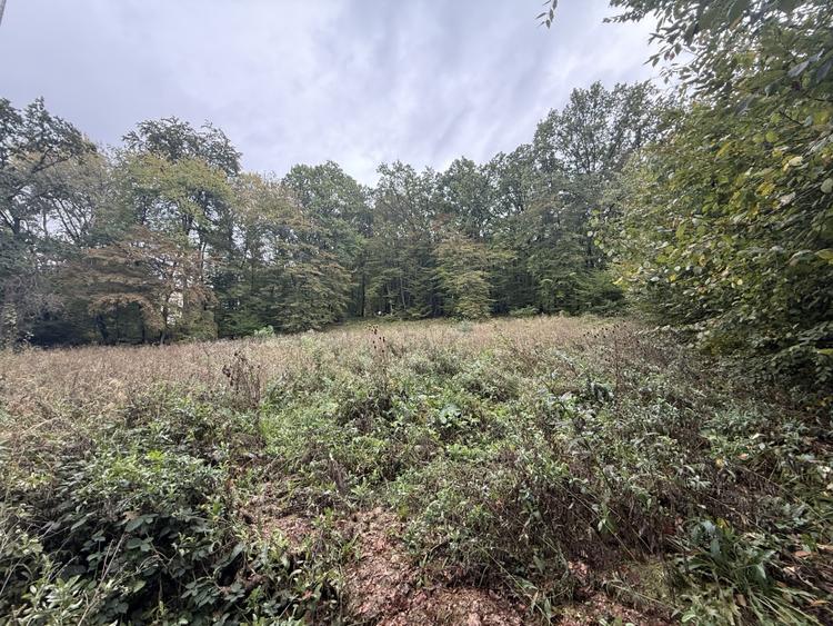 Teren intravilan 1610 mp in Faget - Strada Antonin Ciolan, langa padure - 3