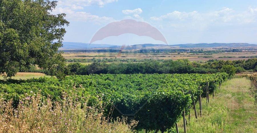 Loc de casa si teren cultivat cu vita de vie 1,28 Ha Sant... - 1