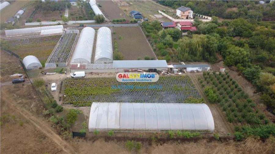 Solare Flori si Legume - Bujori - 5