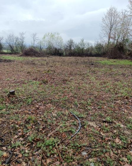 Unguras, 20 ari teren - 2