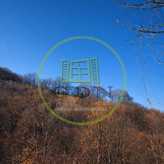 Pădure de vânzare în Scheii Brașovului 2 hectare de natură Brașov Schei - 3