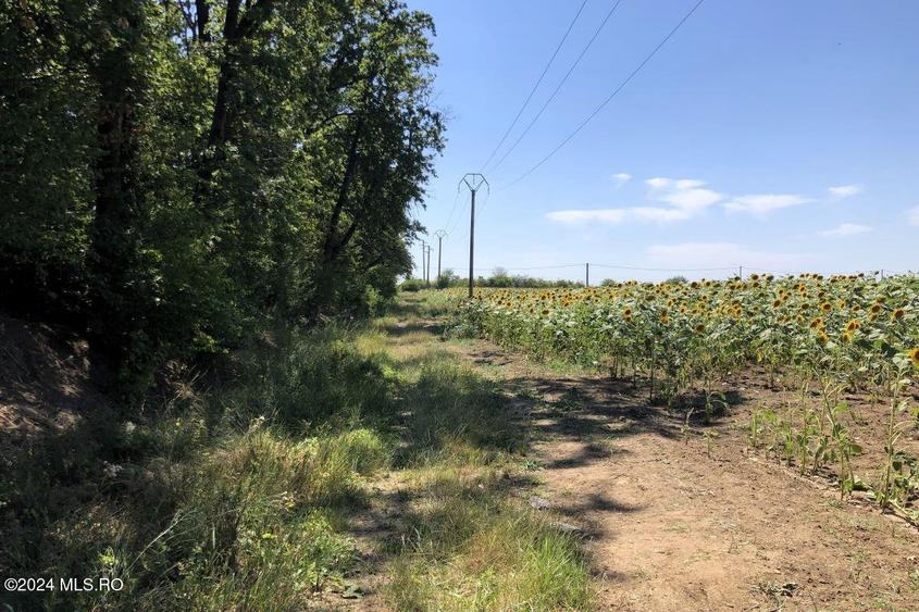 Moara Vlasiei - langa Padurea Biglaru, 11.884 mp, deschidere 40 ml! - 9