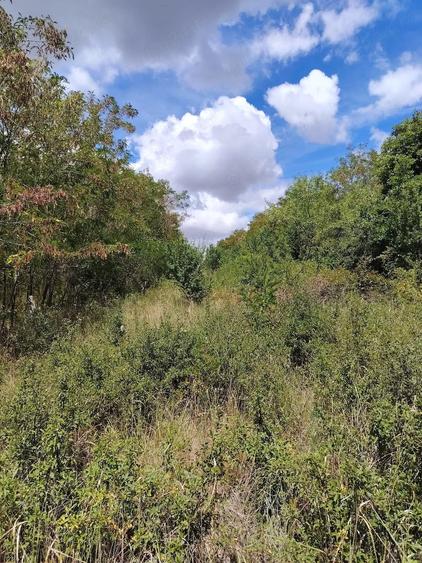 Teren de 4700 mp, în Paleu