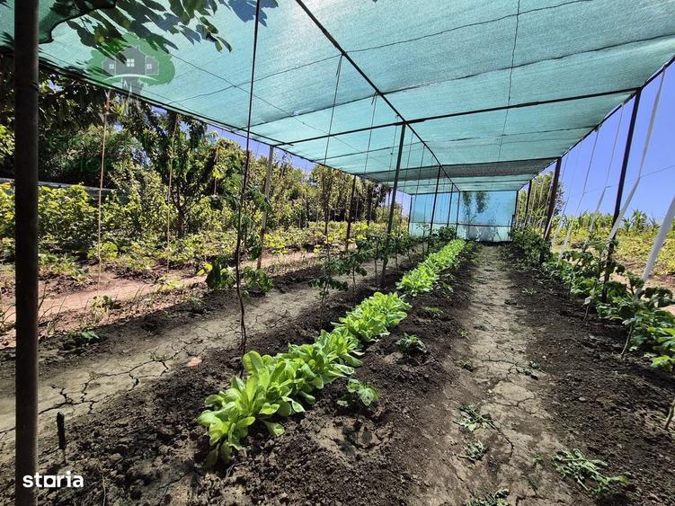 Casa 4 camere, TEREN 3024mp, Vanatori-Vulturi - 7