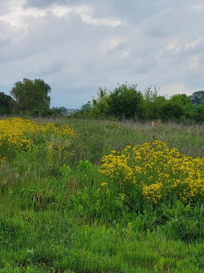 VANZARE TEREN INTRAVILAN CU VEDERE LA LAC - SNAGOV SE VINDE LOTIZAT SAU INTEGRAL - 3