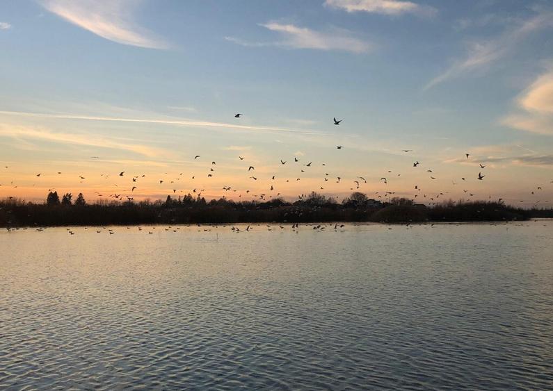 Teren Mihaile?ti 1100mp - 4