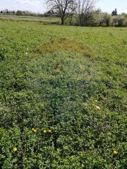 De vânzare teren intravilan, 6574 mp în Leș - 5