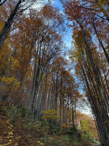 Sinaia. 5oo mp, d 17m, Intravilan, Curti constructii, P+2+m, 75 E/mp - 4