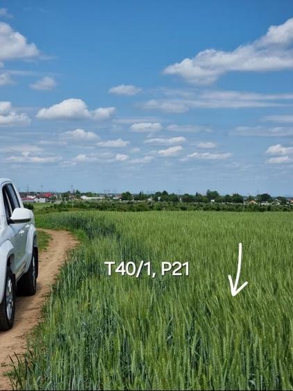 Proprietar, terenuri agricole extravilane, cadastru si intabulare, A0 - 4