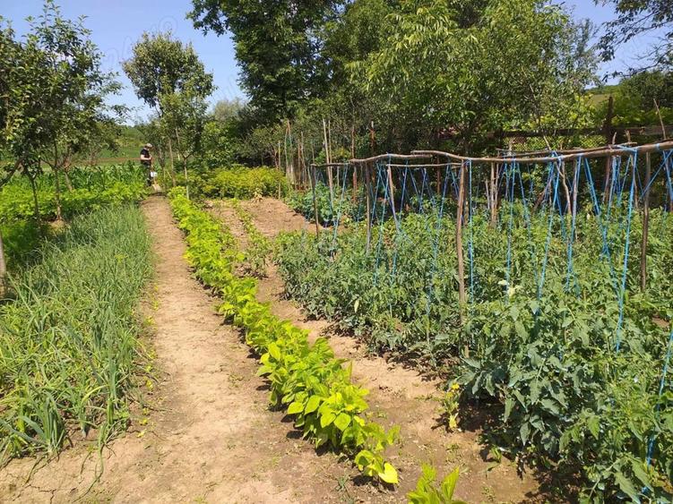Casa particulara in conditii foarte bune cu gradina aproape de Tg. Mures - 6