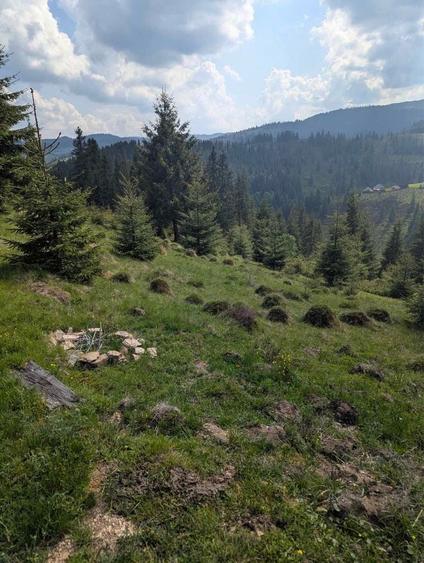 Teren intravilan 5318 mp Poiana Horea-Belis - 4