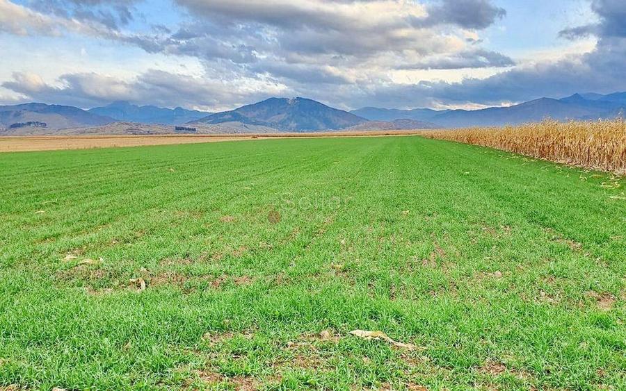 Teren extravilan Tarlungeni - 7