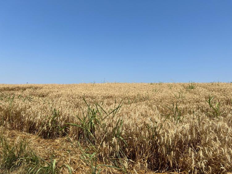 Ciolpani -Ilfov - teren 4000 mp - 6