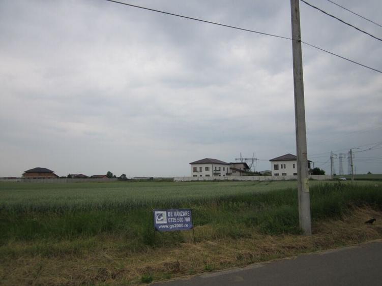 Domnesti-Narciselor - 14