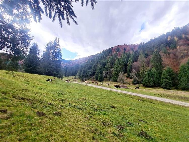 Parcela urbanizabila spectaculoasa,4.600 mp, priveliste emblematica:Piatra Craiu - 10