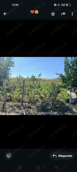 casa de vanzare urgent cu vie ?i pomi fructiferi - 3