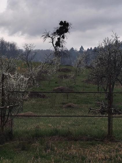 Casa de vacanta de vanzare in Cosdeni - 4