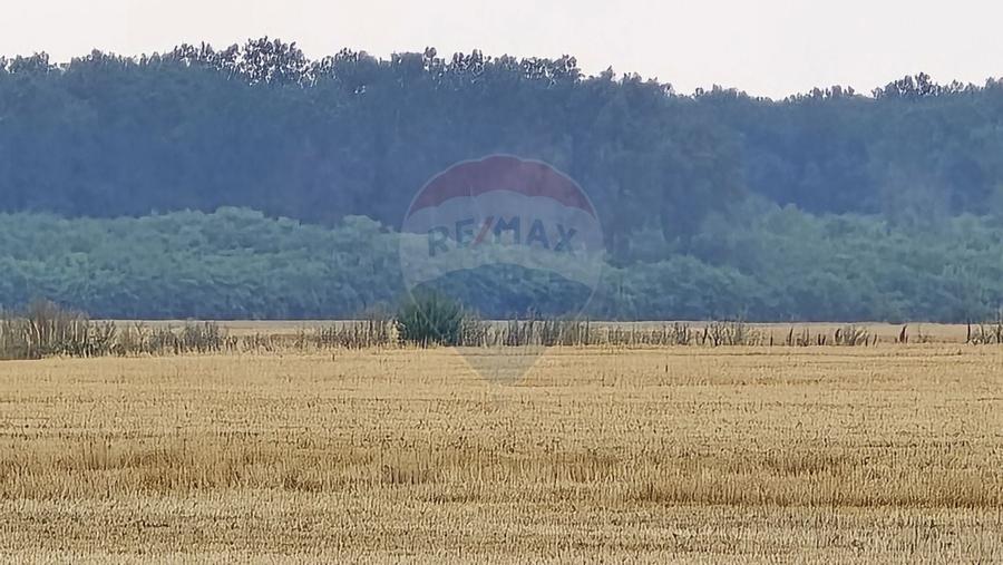Teren intravilan Buftea, langa Padurea Mocanului - 1