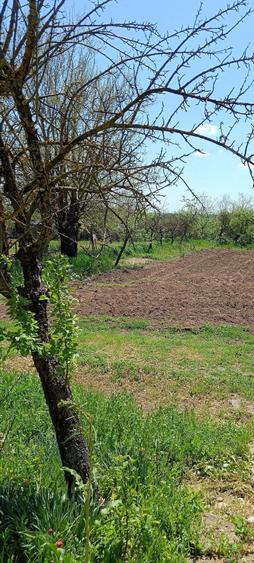 Casa la ?ara jud. Giurgiu, 4 camere, curte 4000 mp - 6