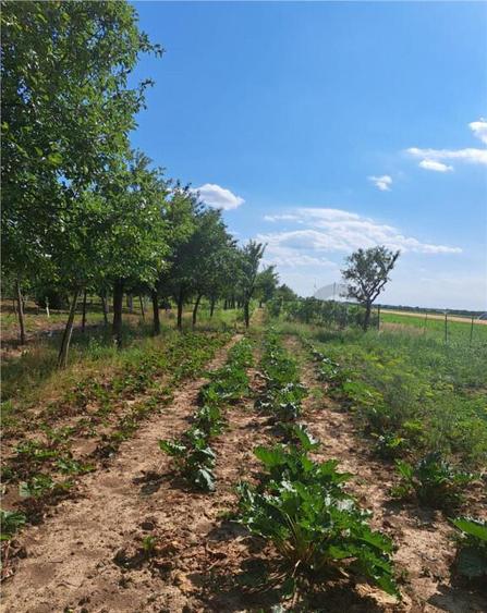 RECO Casa in Sanlazar - 6