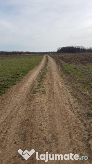 Teren extravilan 3370 mp in Mosoaia - 3