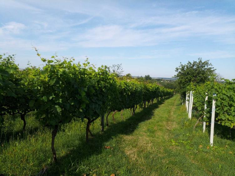 Teren cu vita de vie, Ardud Vii - 1