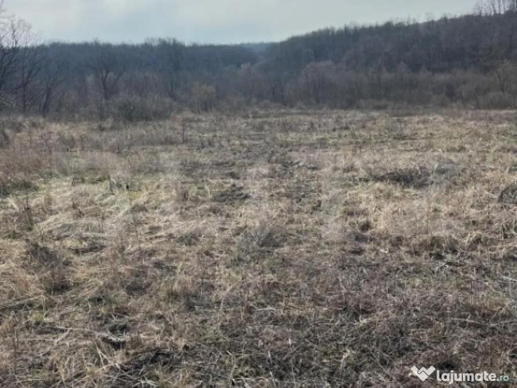 Teren intravilan de vanzare, 9783 mp, Paleu zona Iacului - 4