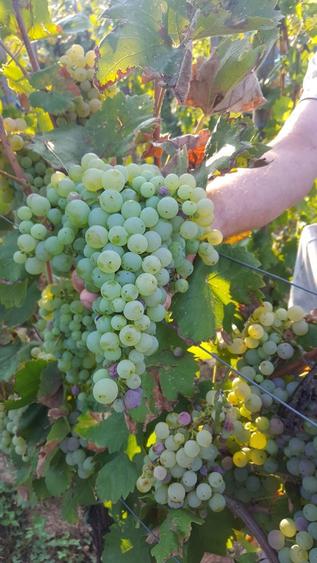 Vand casa de vacanta cu vie - 7