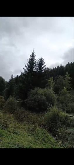 TEREN DORNA ARII - 13