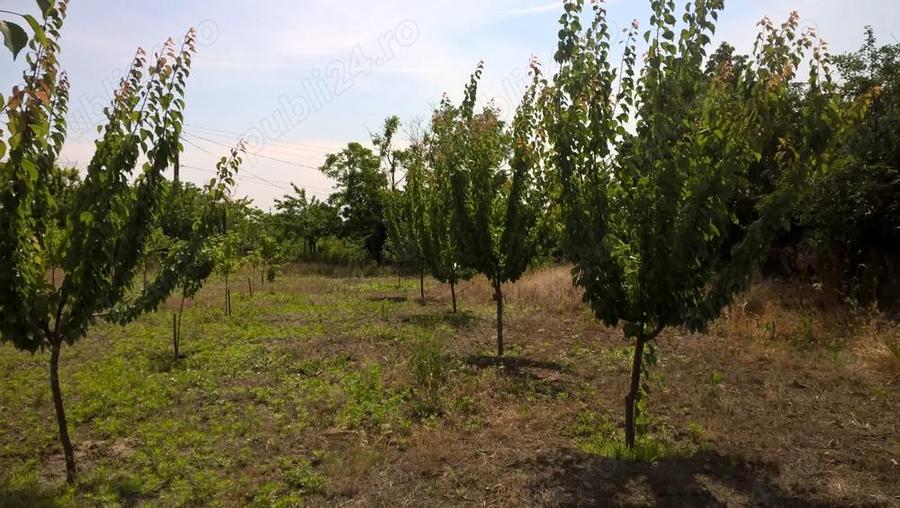 Casa batraneasca cu teren 3000 mp - 7