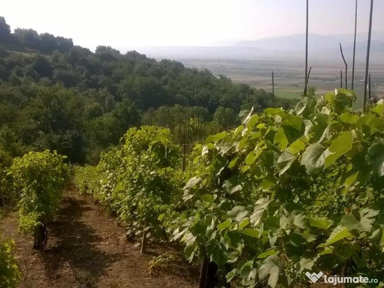 Teren cu vita de vie comuna Cristian judetul Sibiu 500mp - 6