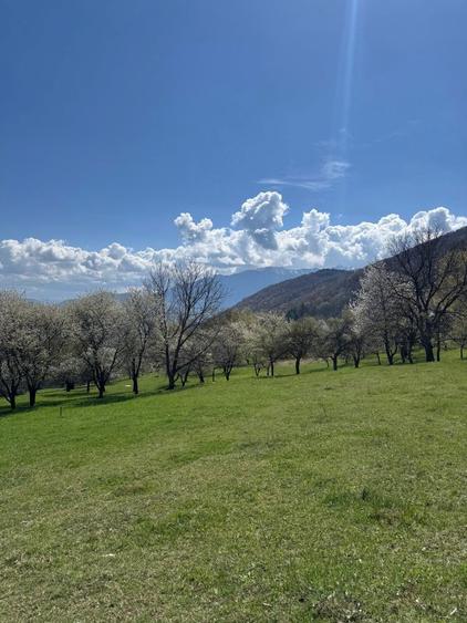 Teren in Bran Predelut la poale de munte intravilan - 4