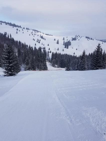 Teren Construcții intravilan de 280000 mp, în Mestecăniș