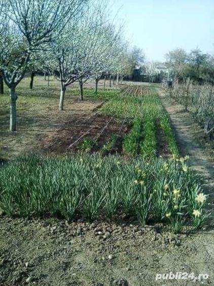 Casă cu 6 camere în Moldoveni