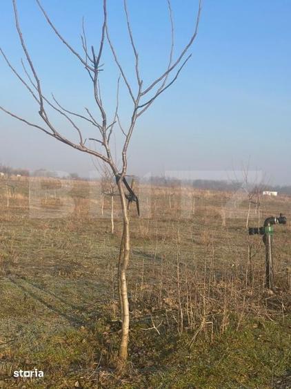 Teren de 405000 mp, în Ivești