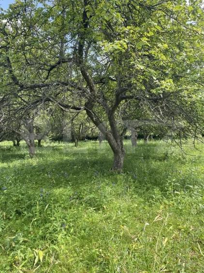 Casă individuală cu 3 camere cu Teren 2750 Mp în Pietroasa