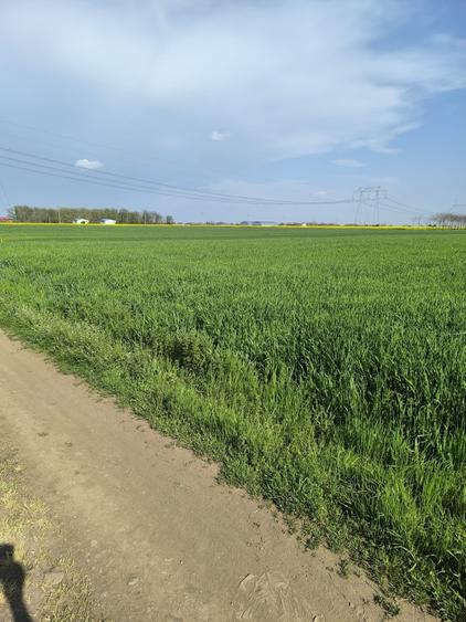 Teren Construcții intravilan de 5000 mp, în Frumușani