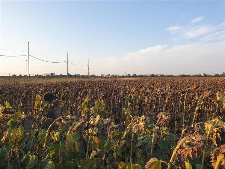 Teren Construcții intravilan de 2100 mp, în Vest