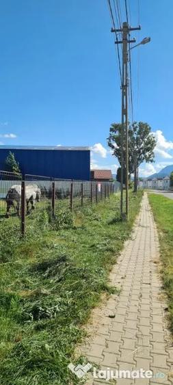 Teren în Cărpiniș